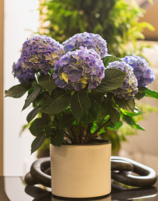 One Floral | Blue Sunset™